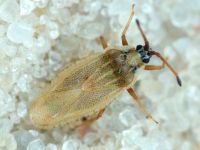 Tingis (Tingis) auriculata