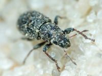 Curculionidae