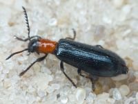 Tillus elongatus