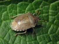 Peribalus strictus vernalis