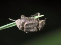 Valgus hemipterus