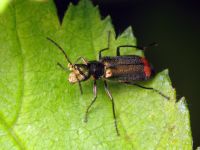 Malachius bipustulatus