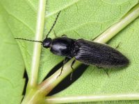 Hemicrepidius niger