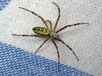 Argiope bruennichi