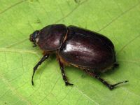 Oryctes nasicornis
