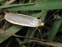 Eilema lurideola
