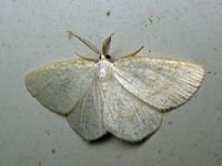 Cabera exanthemata