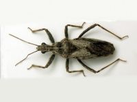 Coranus