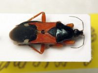 Prostemma guttula