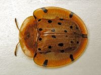 Aspidimorpha miliaris