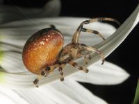 Araneus quadratus