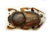 Euoniticellus fulvus