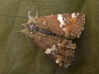 Archiearis parthenias