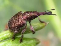 Rhynchites (Epirhynchites) giganteus