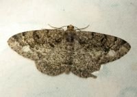 Parectropis similaria