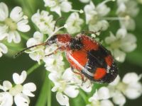 Lebia cruxminor