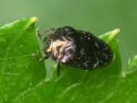 Trachys minutus minutus