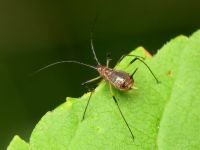 Aphididae