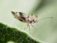 Stephanitis pyri