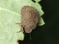 Sciocoris homalonotus