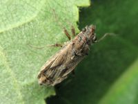 Nysius graminicola