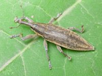 Lixus (Eulixus) iridis