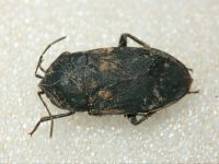 Aellopus atratus