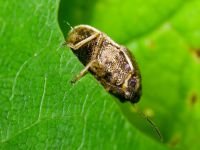 Neottiglossa pusilla
