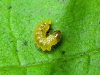 Apoderus coryli