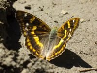 Apatura ilia