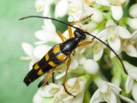 Strangalia attenuata