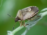 Rubiconia intermedia