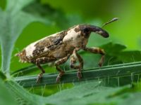 Lixus (Callistolixus) cylindrus