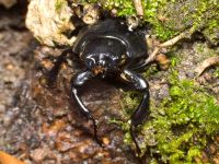 Lucanus cervus