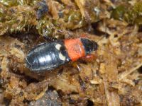 Prostemma sanguineum