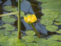 Nuphar lutea