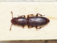 Rhizophagus parallelocollis
