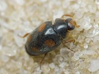 Scymnus frontalis