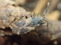 Taphropeltus contractus