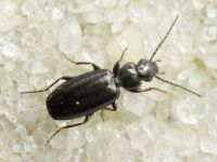 Microlestes