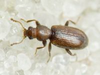 Corticaria bella