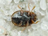 Scymnus frontalis