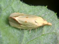 Agapeta hamana