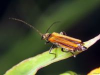 Oedemera femorata