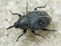 Cleopomiarus graminis