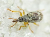 Taeniapion urticarium