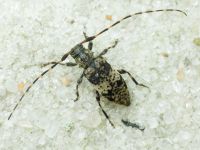 Cerambycidae