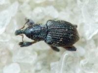 Tanysphyrus lemnae