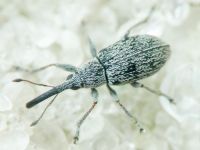 Squamapion elongatum