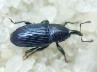 Aulacobaris picicornis